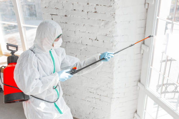 Reliable Madison, NJ Mold Removal Solutions