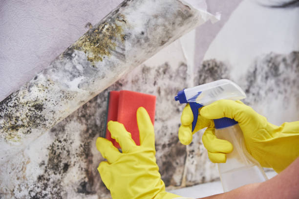 Why You Should Choose Our Mold Remediation Services in Madison, NJ